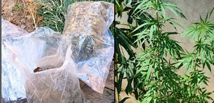 PRISÃO EM FLAGRANTE - Polícia Civil recupera celular roubado e apreende drogas em Ji-Paraná
